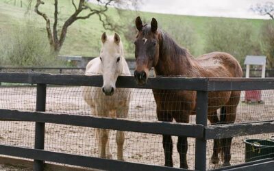 H1: Mein erster Beitrag